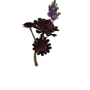 Flower_Aeonium Black Rose 3